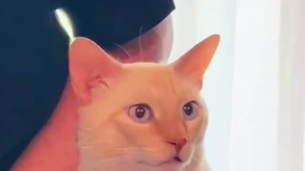 Cat 🐈 is a family member!