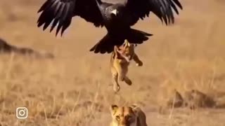 Woe Day 55. I am in the ark. Waiting for GOD to open the Door for a spring/summer Pentecost rapture