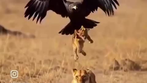 Woe Day 55. I am in the ark. Waiting for GOD to open the Door for a spring/summer Pentecost rapture