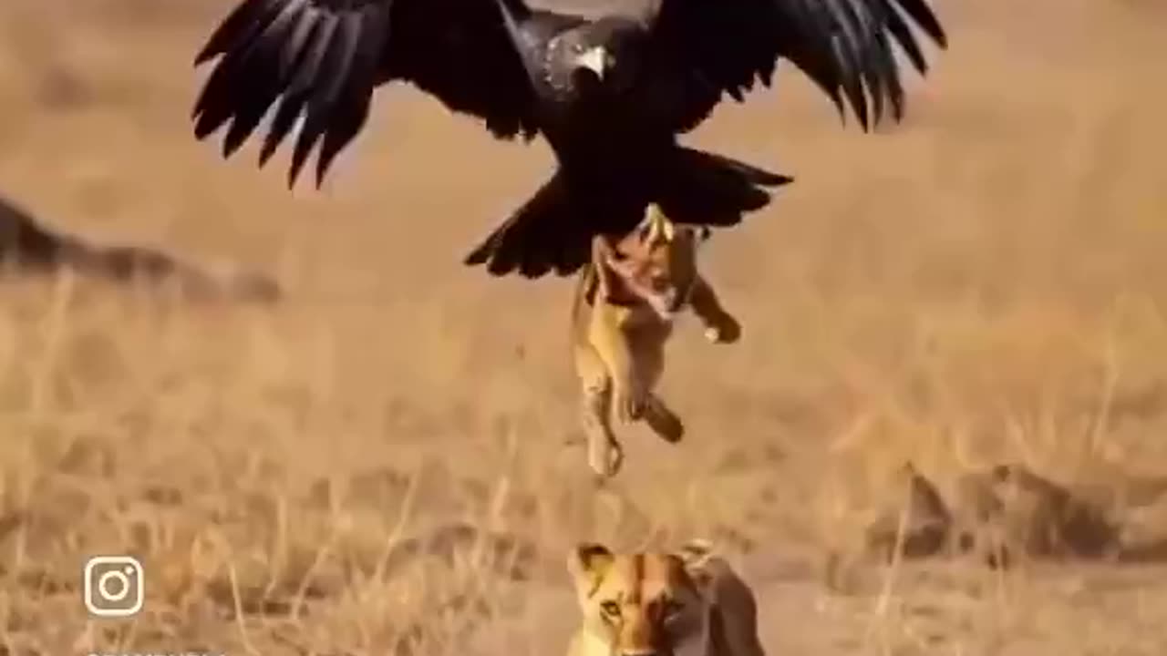 Woe Day 55. I am in the ark. Waiting for GOD to open the Door for a spring/summer Pentecost rapture