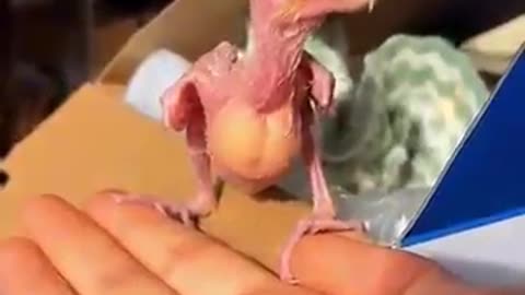 Woman adopted a baby parrot