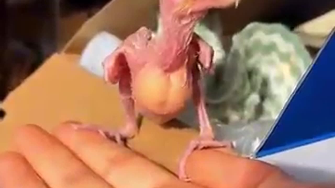 Woman adopted a baby parrot