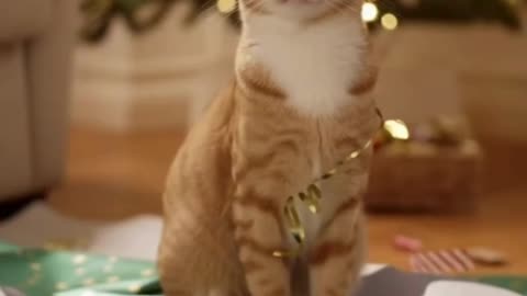 🐱🎁 My Cat Went Crazy Over the Gift Paper… This Is Pure Christmas Chaos 😂✨