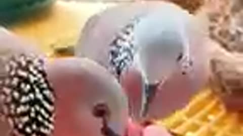 A woman supported a mother turtle dove in raising her chicks