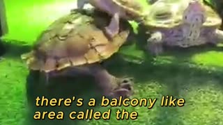 This Turtle Tank Is Basically a Luxury Villa!