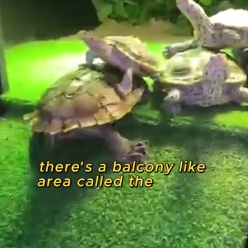 This Turtle Tank Is Basically a Luxury Villa!