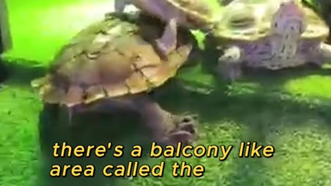 This Turtle Tank Is Basically a Luxury Villa!