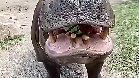 Beautiful Wild Animal Growth Transformation