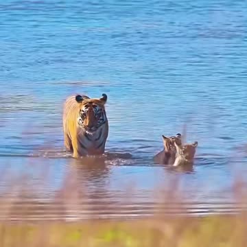 Domestic cats can swim too.