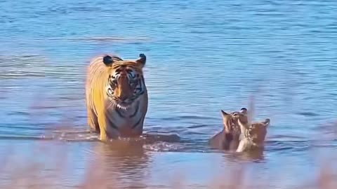 Domestic cats can swim too.