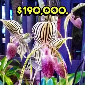 Top 5 Expensive Flowers in the World 😍🤩
