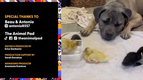 110 Pound "Aggressive" Dog Becomes a Duckling Dad l The Dodo