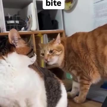 Orange Cat Just Wants One Bite 🐈