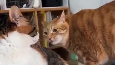 Orange Cat Just Wants One Bite 🐈