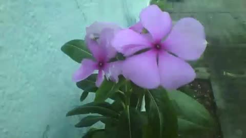 Periwinkle flowers, so pretty! [Nature & Animals]