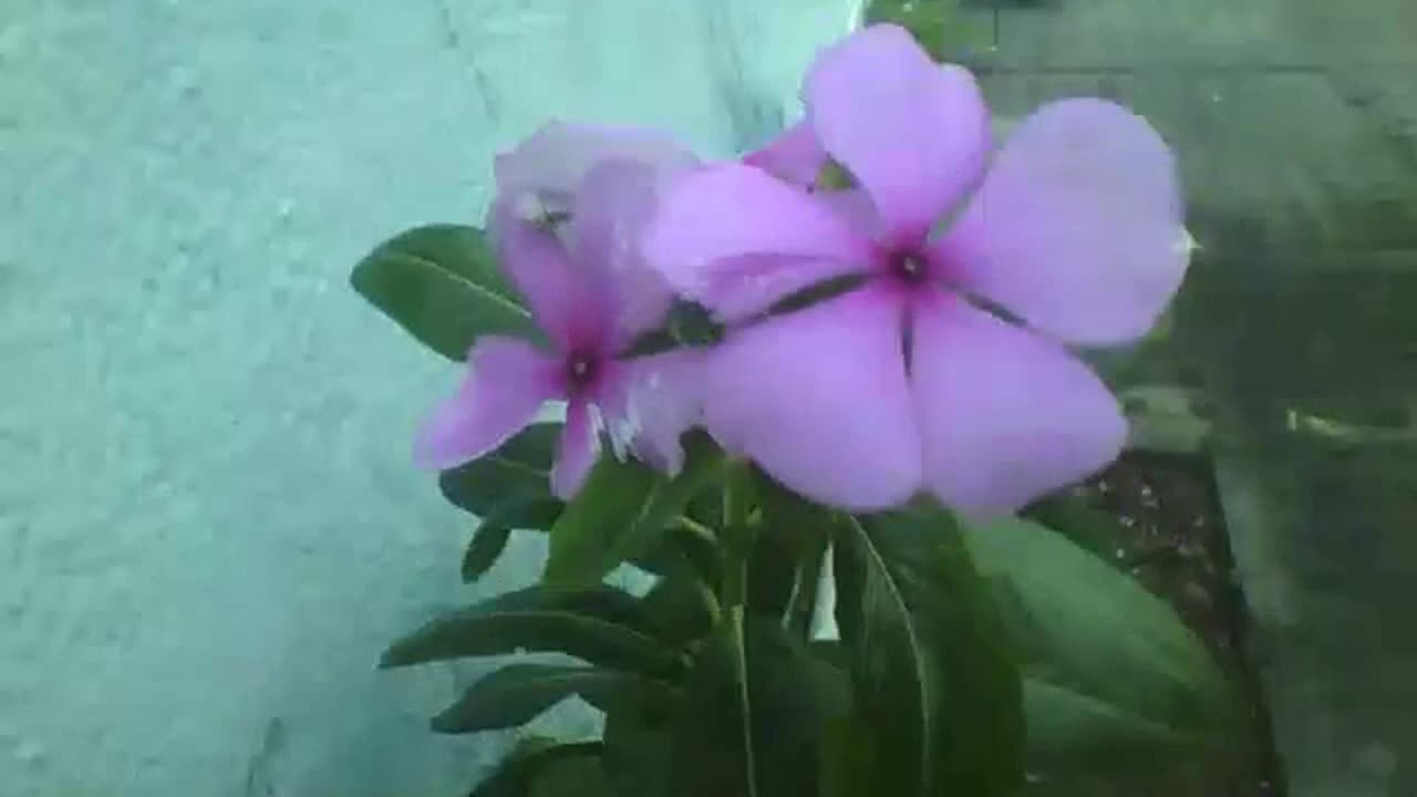 Periwinkle flowers, so pretty! [Nature & Animals]