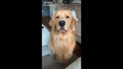 Funny Dogs Compilation