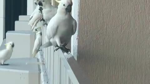 Only In Australia 🇦🇺 bird steals kitkat