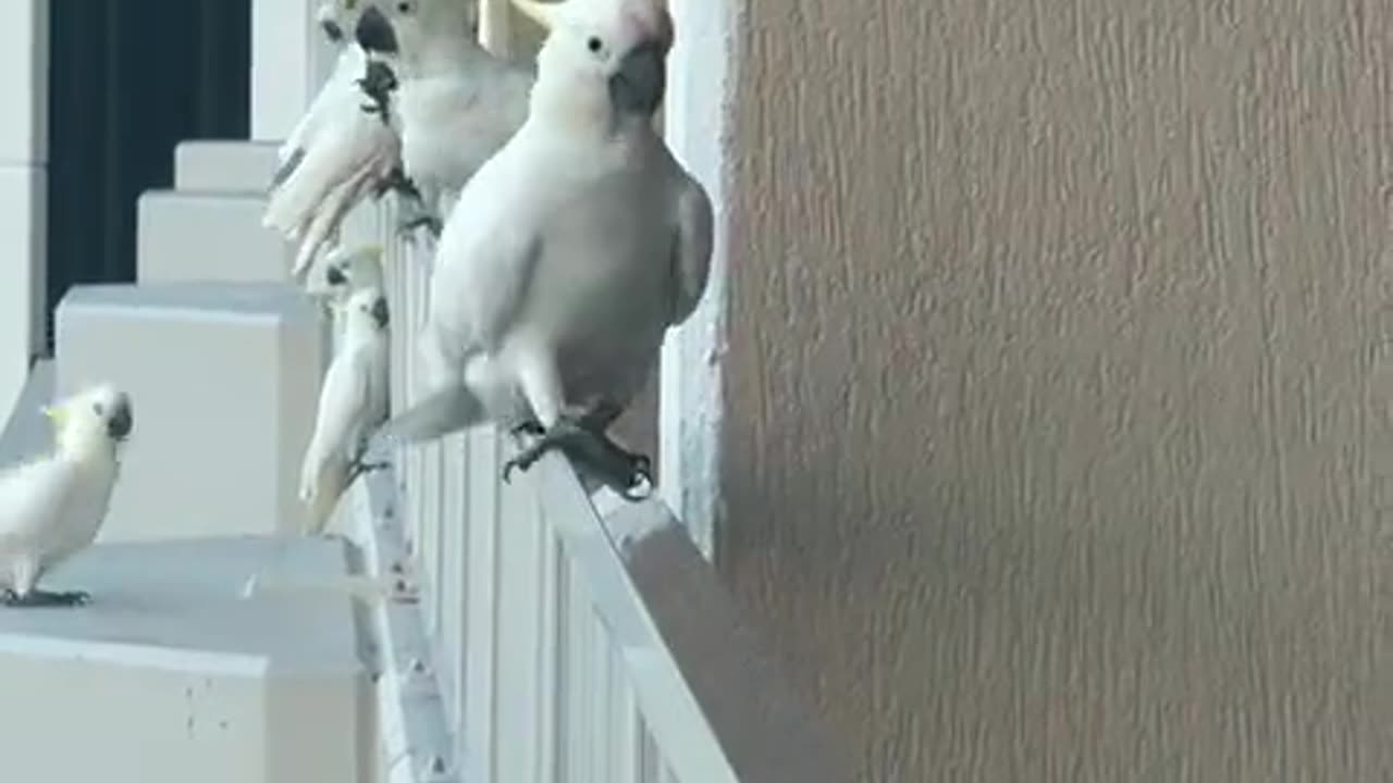 Only In Australia 🇦🇺 bird steals kitkat