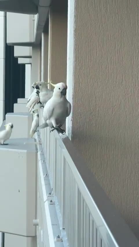 Only In Australia 🇦🇺 bird steals kitkat