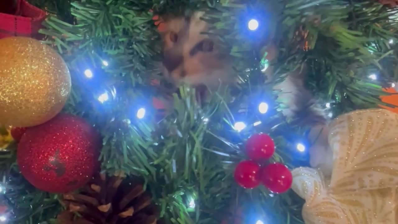 Kitten Hides in Christmas Tree