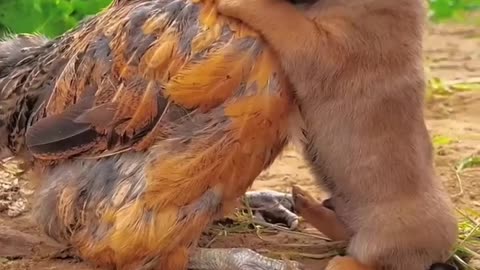 Friendship / puppy and chicken . A beautiful moment.