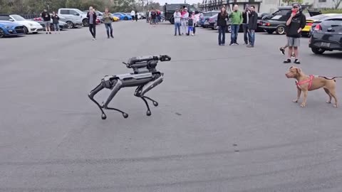 Amazing Robot & Dog