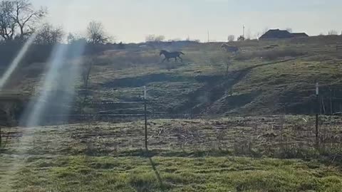 Beautiful evening! #horses #sun #shorts