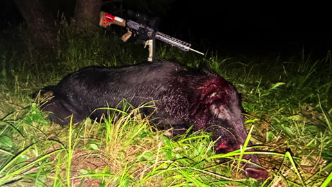 338 Federal 225 Stone Hammer Hog Hunt