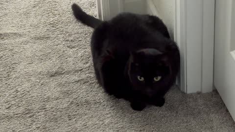 Cute Precious Piper Guards By the Door - My Adopted Shelter Cat Vlog 