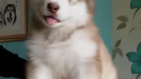 I could watch this on a loop all day long!