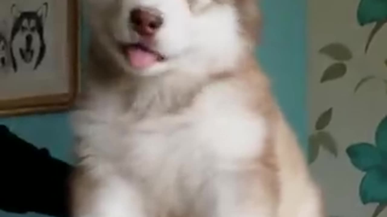 I could watch this on a loop all day long!
