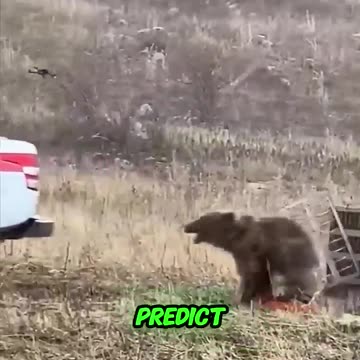Wild Bear Attacking