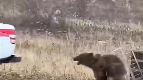 Wild Bear Attacking