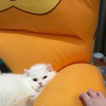 Kitty unhappy with scratch resistant materials