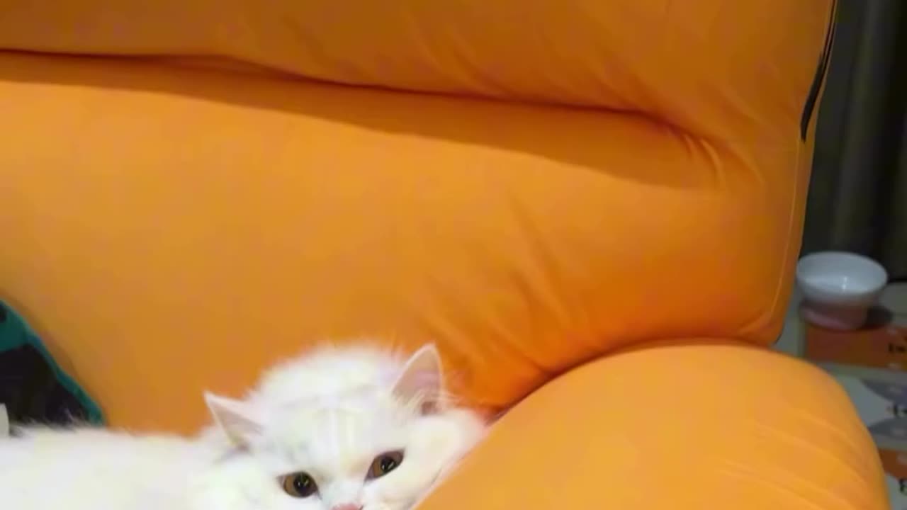 Kitty unhappy with scratch resistant materials