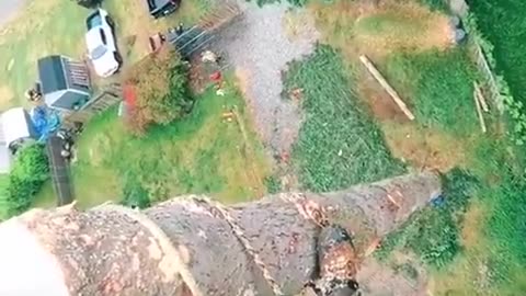 🤯✨ You Won't Believe How This Guy Cuts Down a Tree! | FeedMyCuriosity