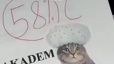 😄🐱 This Teacher's Cat Obsession is Hilarious! | FunFM