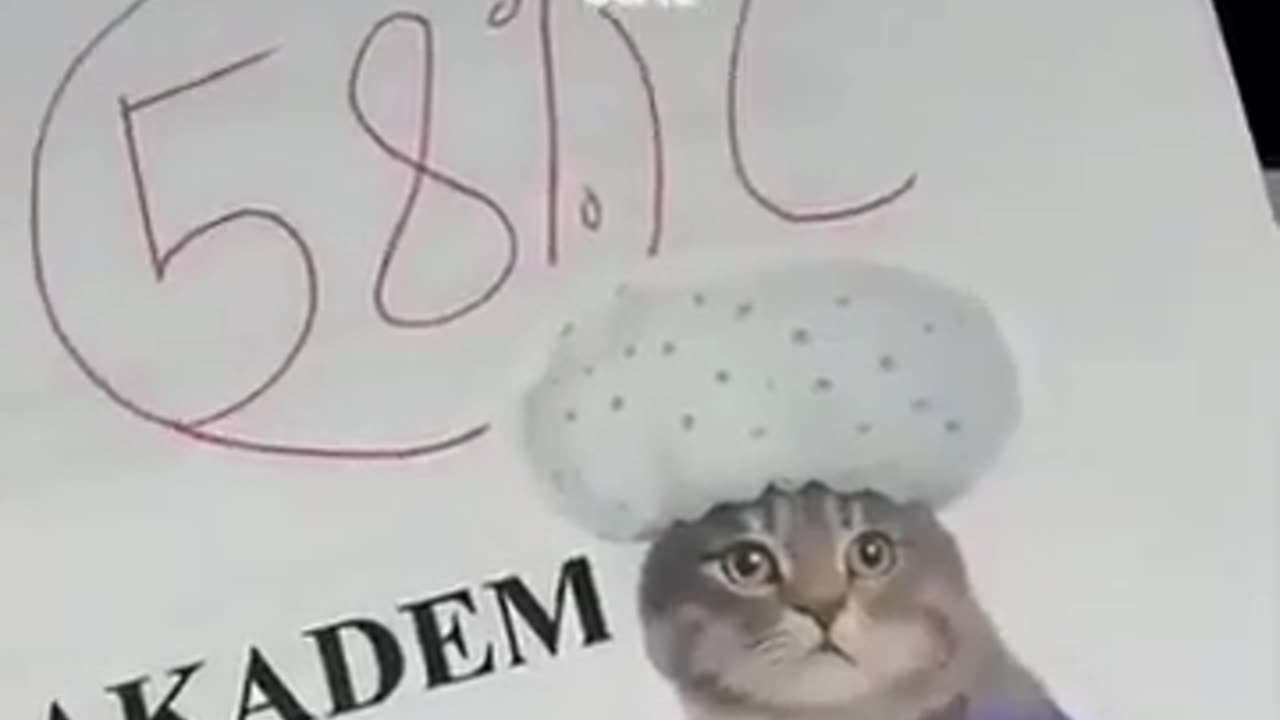 😄🐱 This Teacher's Cat Obsession is Hilarious! | FunFM