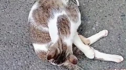 "Street Cat Wrestling Showdown: One Becomes the Gangster, The Other the Victim! 🐾🤣"