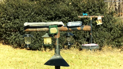 Bird Feeder in Western Maryland USA