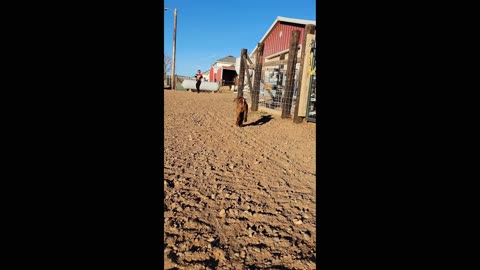 Cute Bouncy Fall Bottle Babies #farm #animalbabies #fall #goat