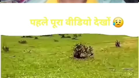 Maa maa hoti hai chahe janawar Ho ya enshan video