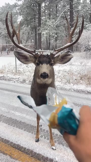 What you got there budd