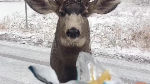 What you got there budd