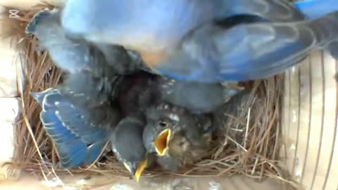 Bird nest