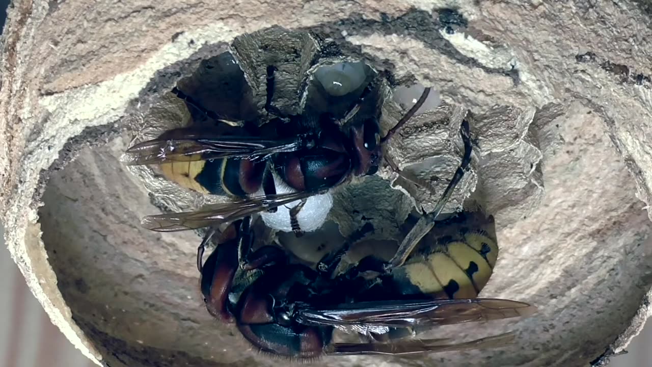 Hornet Queen And Worker Care About Larvae