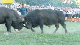 Tarzo od Zireta vs Peran od Karasalihovića Goduša 2025