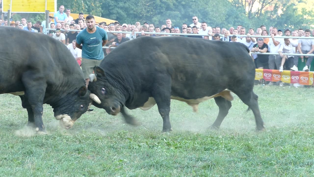 Tarzo od Zireta vs Peran od Karasalihovića Goduša 2025