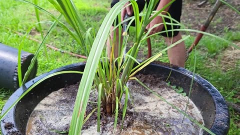 Growing your own sugar.
